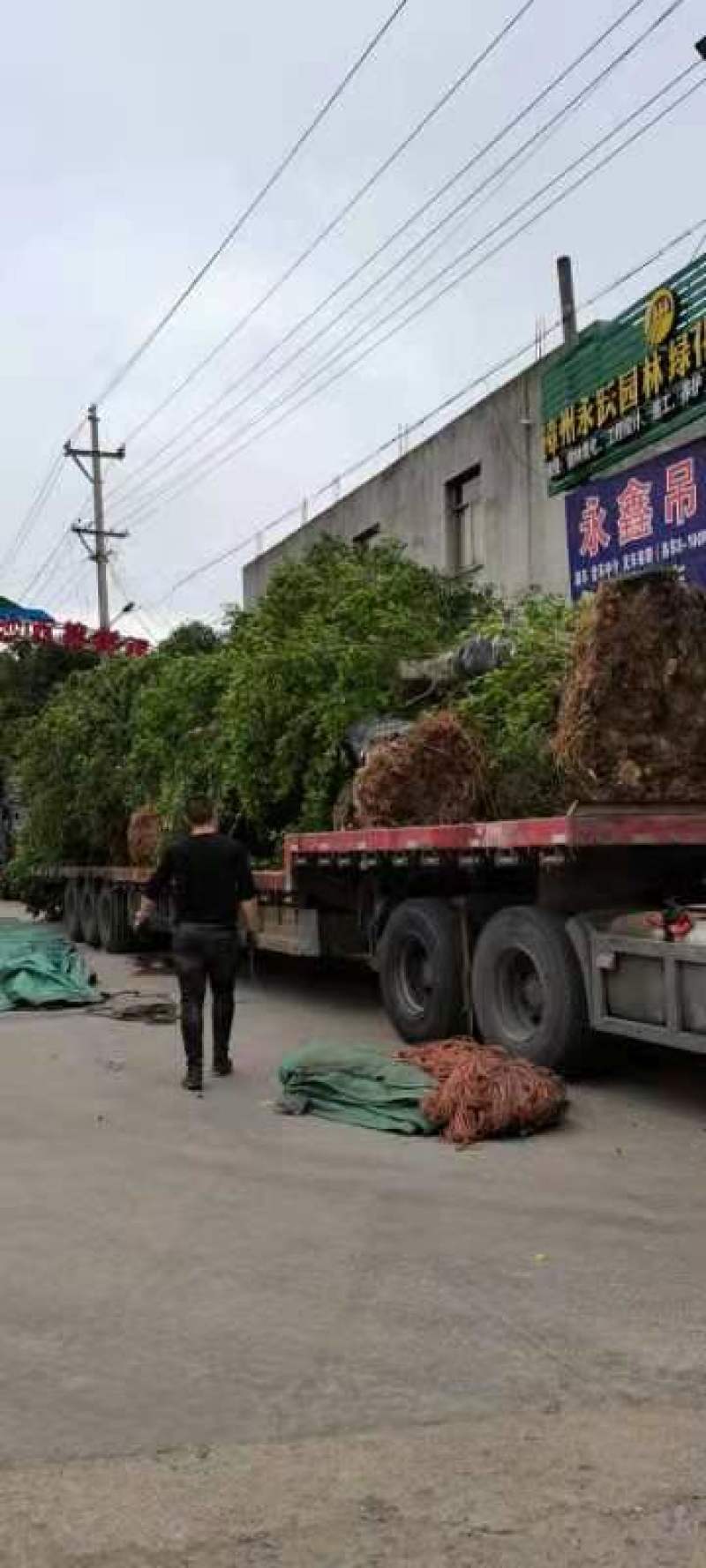 榕树小叶榕原叶自然型景和有修剪型绿植家庭别墅小区公园绿化