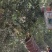 榕树小叶榕原叶自然型景和有修剪型绿植家庭别墅小区公园绿化