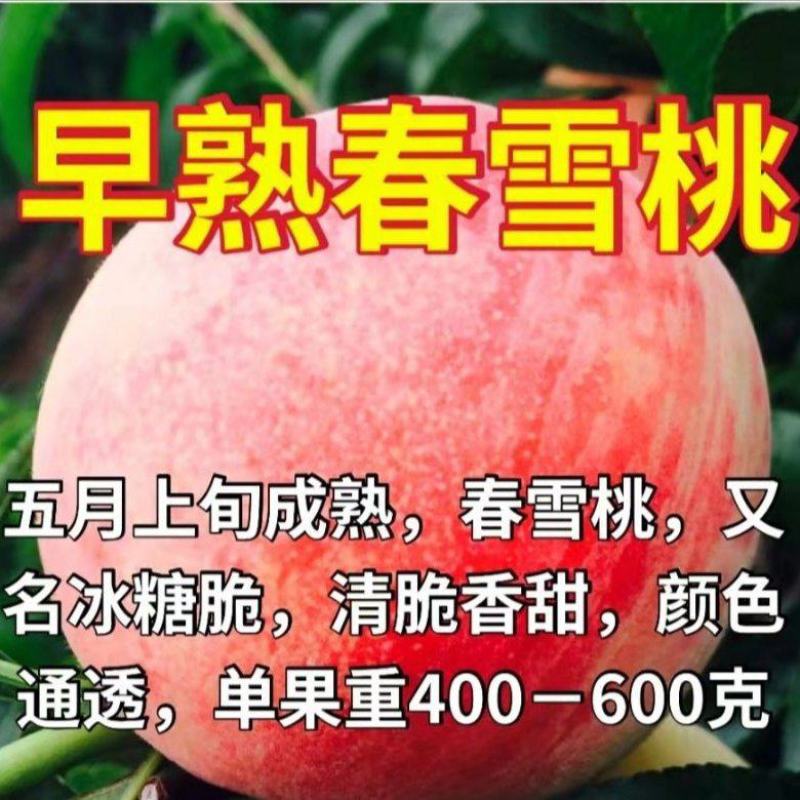 早熟春雪桃树苗嫁接桃树苗新品种特甜桃子树苗南北方种植当年