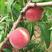 早熟春雪桃树苗嫁接桃树苗新品种特甜桃子树苗南北方种植当年