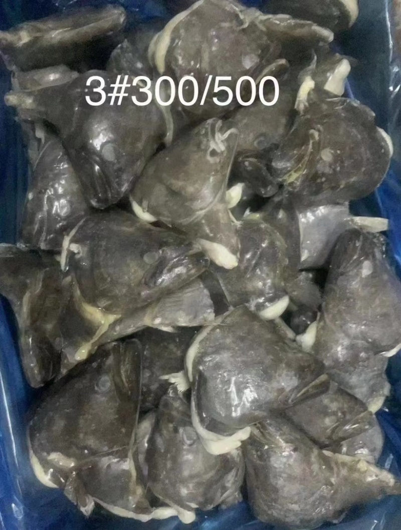 深海碟鱼头蝶鱼尾鸦片鱼头江苏海鲜水产批发鲽鱼