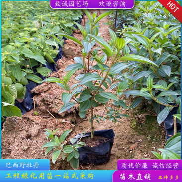 巴西野牡丹（基地直销，诚信经营，欢迎咨询）