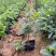 巴西野牡丹（基地直销，诚信经营，欢迎咨询）