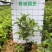 巴西野牡丹（基地直销，诚信经营，欢迎咨询）