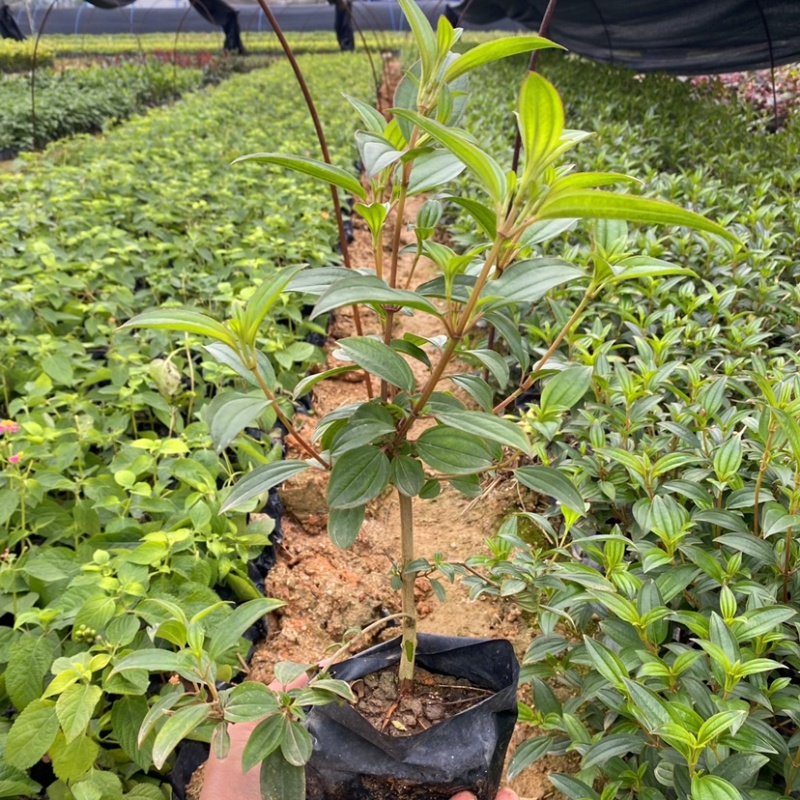 巴西野牡丹（基地直销，诚信经营，欢迎咨询）