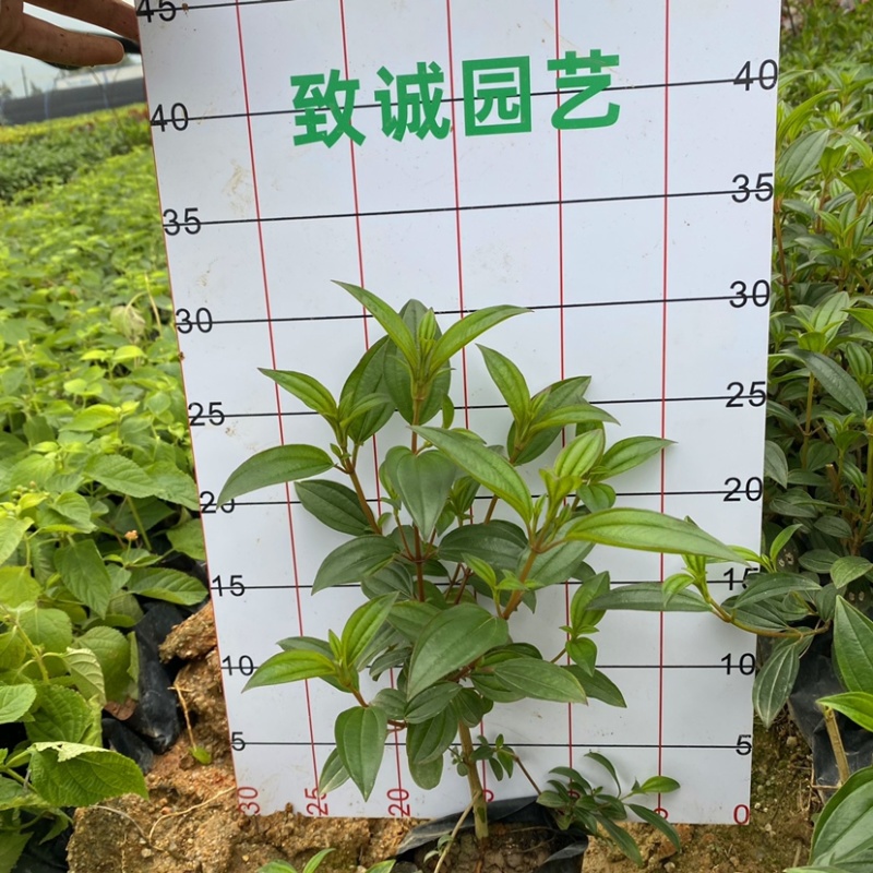 巴西野牡丹（基地直销，诚信经营，欢迎咨询）