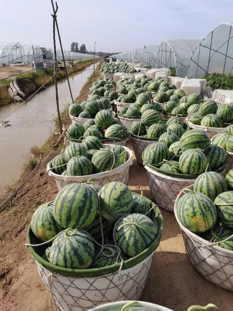 【精品】大量供应头茬美都，嘉年华，301.711.等各种
