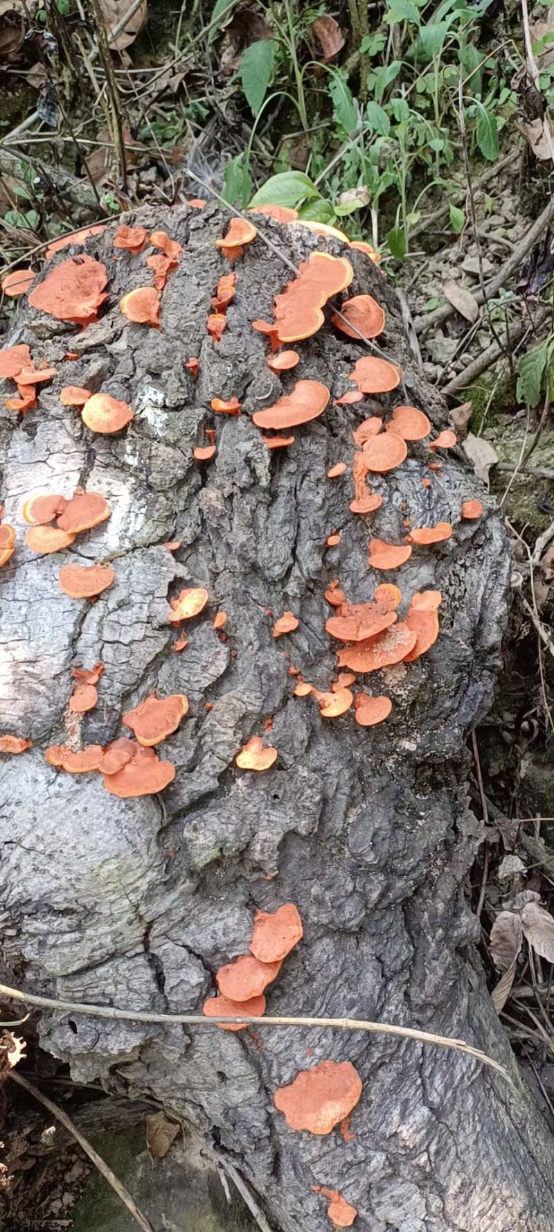 红栓菌，干货包邮