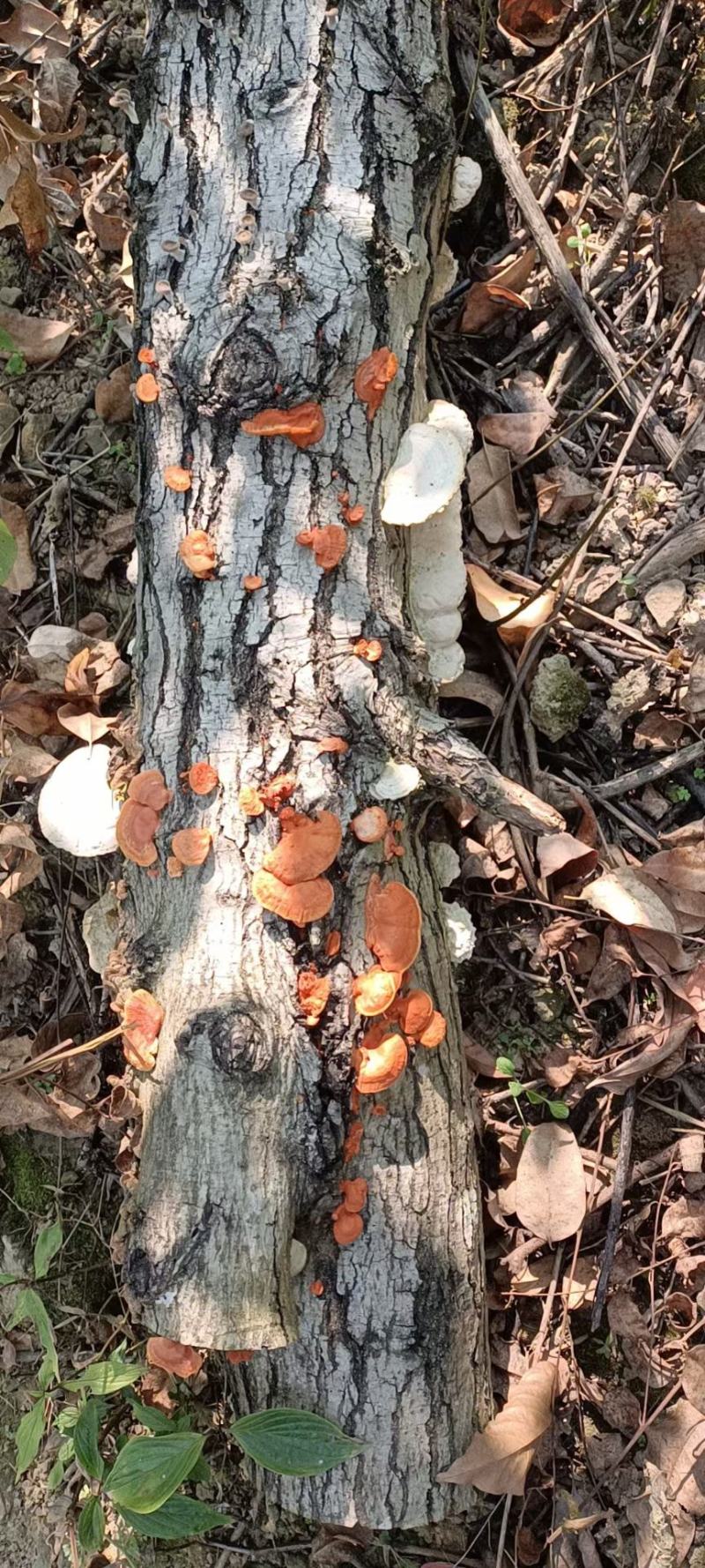 红栓菌，干货包邮