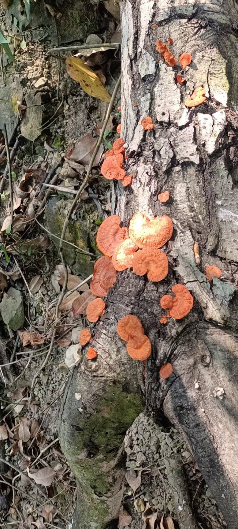红栓菌，干货包邮