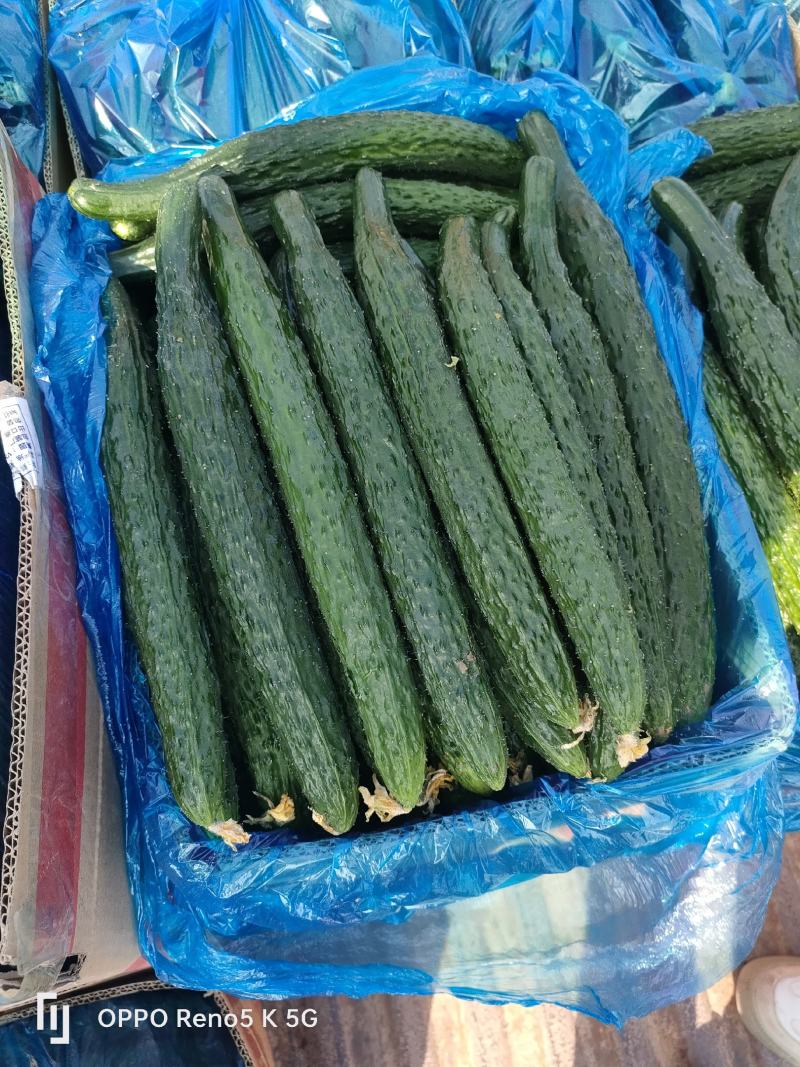 精品优质密刺黄瓜一手货源，发货各个市场，超市，