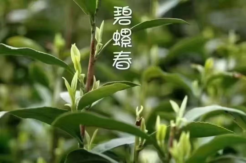 苏州东山碧螺春