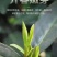 苏州东山碧螺春