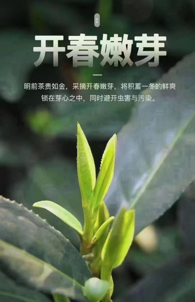 苏州东山碧螺春
