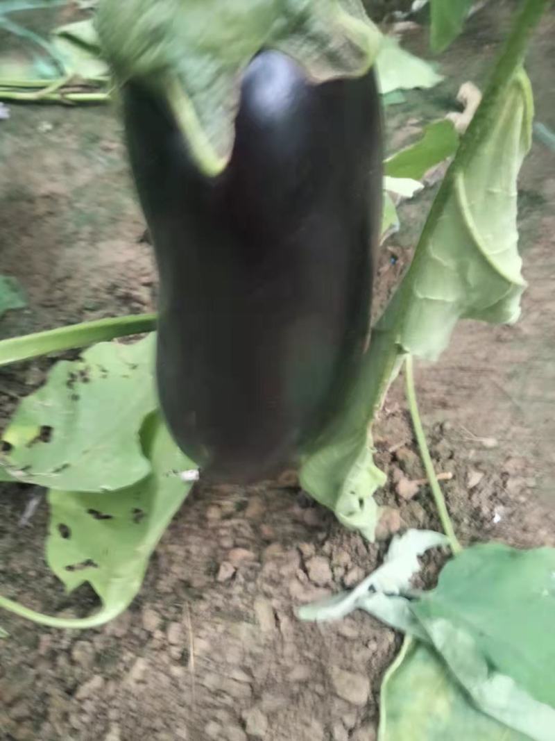 茄子，精品茄子，大量上市，对接电商，拼多多，美团烧烤转用
