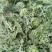 好货推荐美都西瓜产地直发瓜甜保质保量代发全国