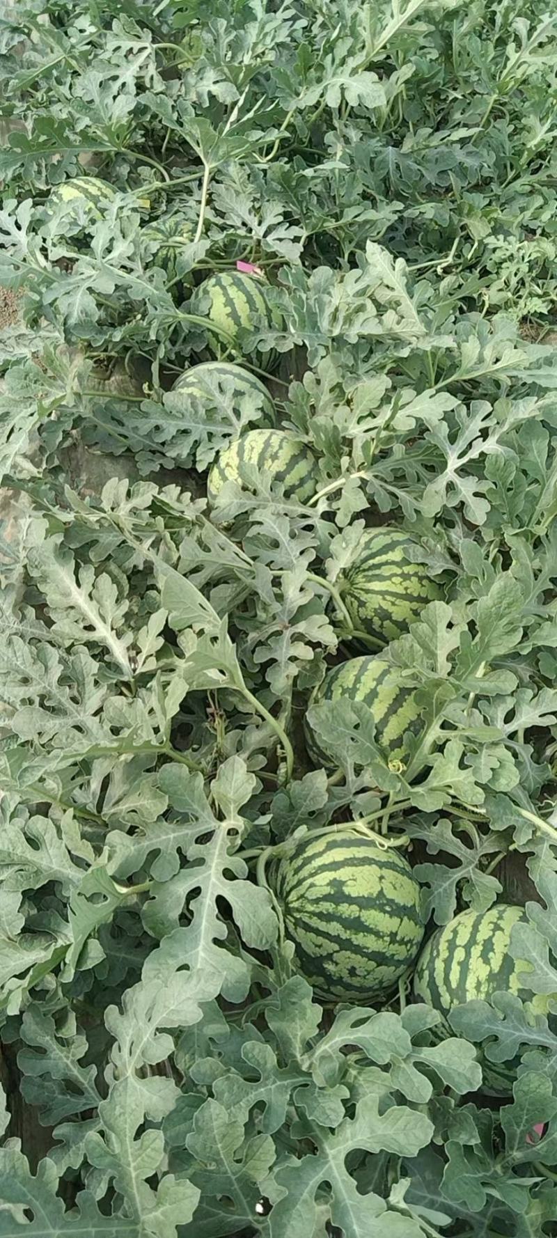 好货推荐美都西瓜产地直发瓜甜保质保量代发全国
