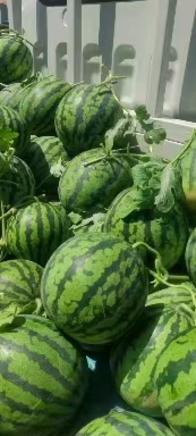 好货推荐美都西瓜产地直发瓜甜保质保量代发全国
