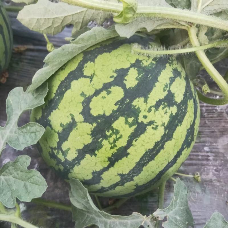 好货推荐美都西瓜产地直发瓜甜保质保量代发全国