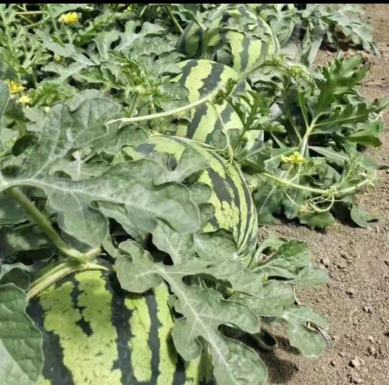 好货推荐美都西瓜产地直发瓜甜保质保量代发全国