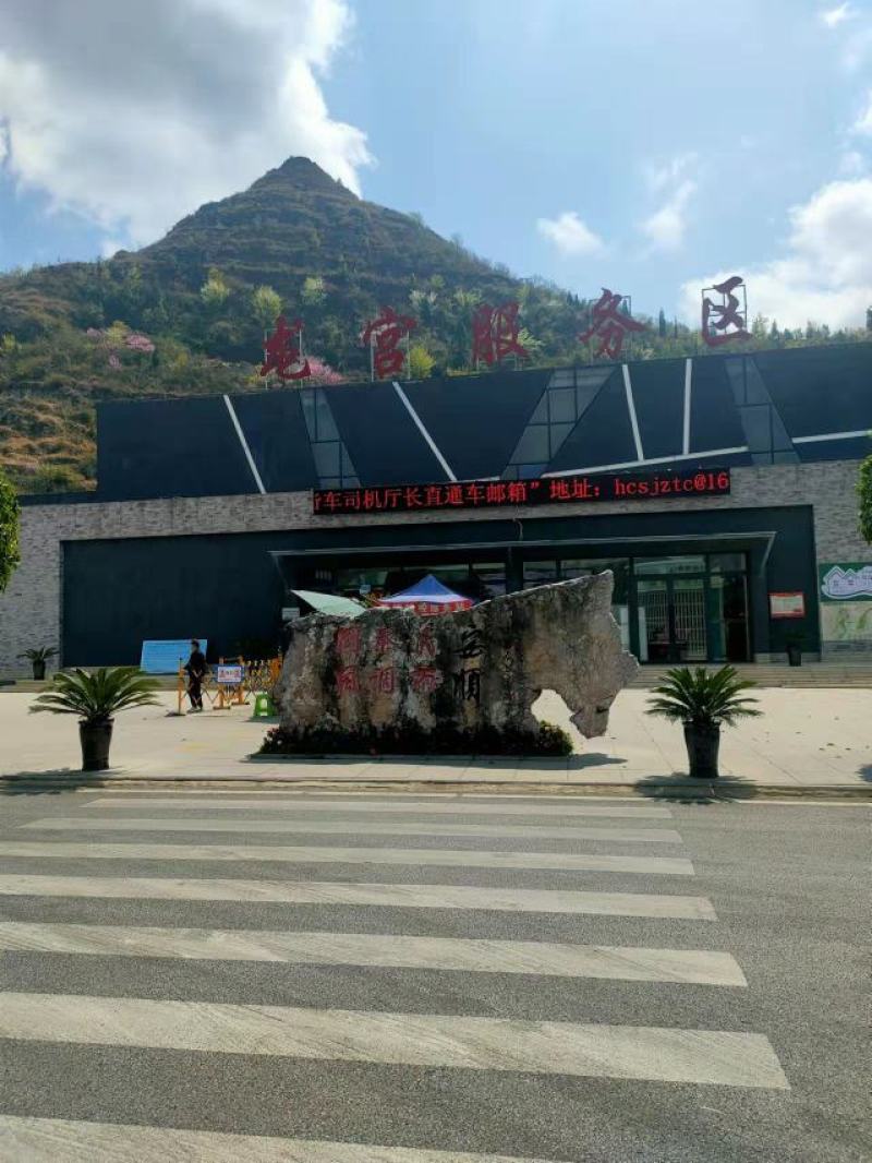 青苗蒜/鲜蒜，聊城东昌府区沙镇，青苗蒜大量现货供应