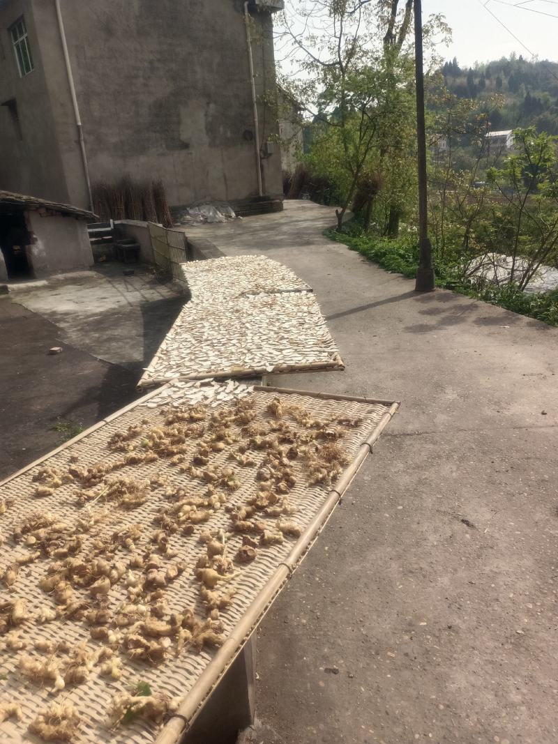 黄精干货干片足干无硫自然晒干质量保证欢迎来电咨询