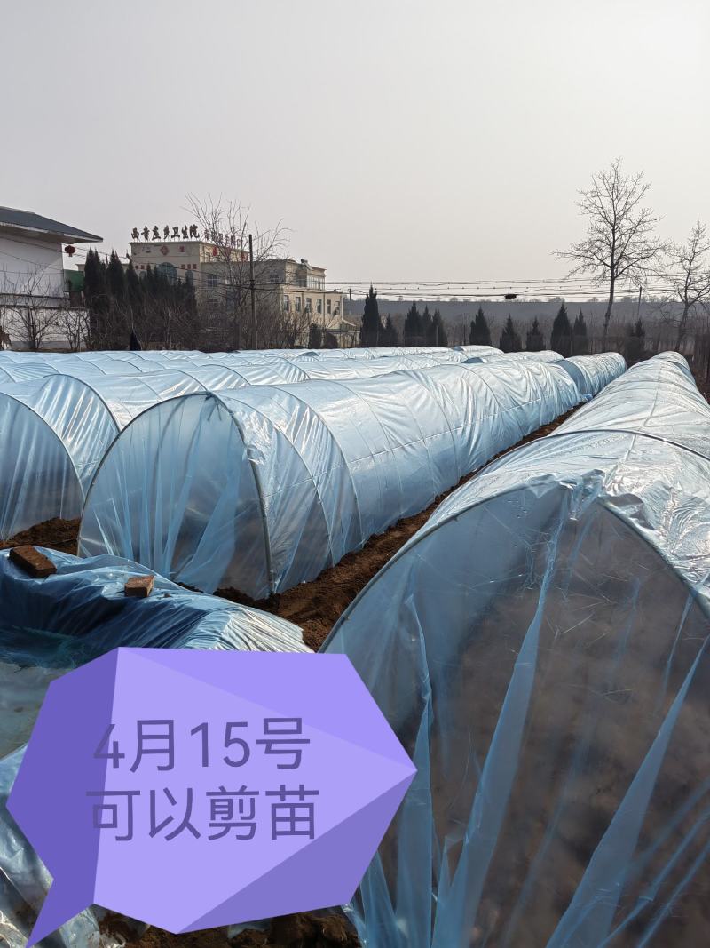 脱毒红薯苗