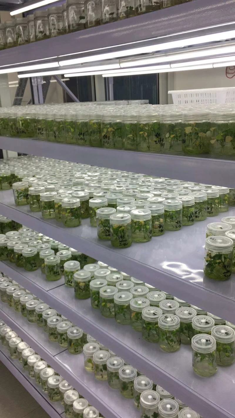 脱毒红薯苗