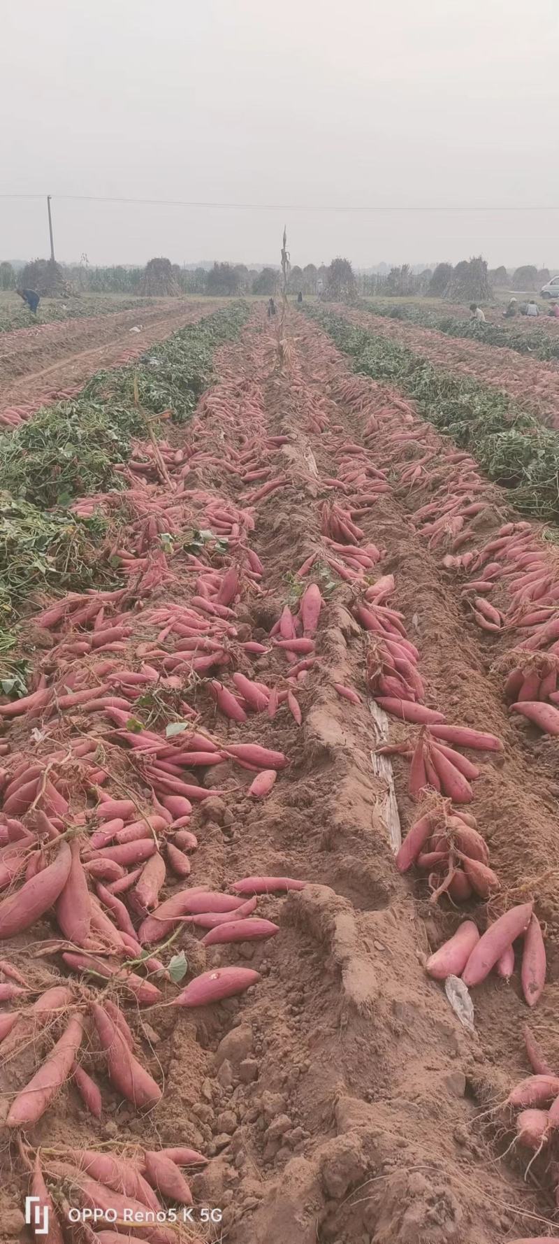 脱毒红薯苗