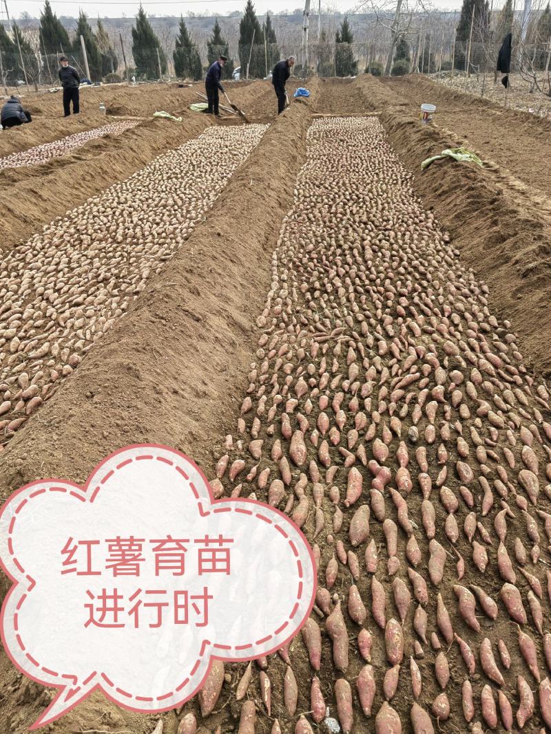脱毒红薯苗