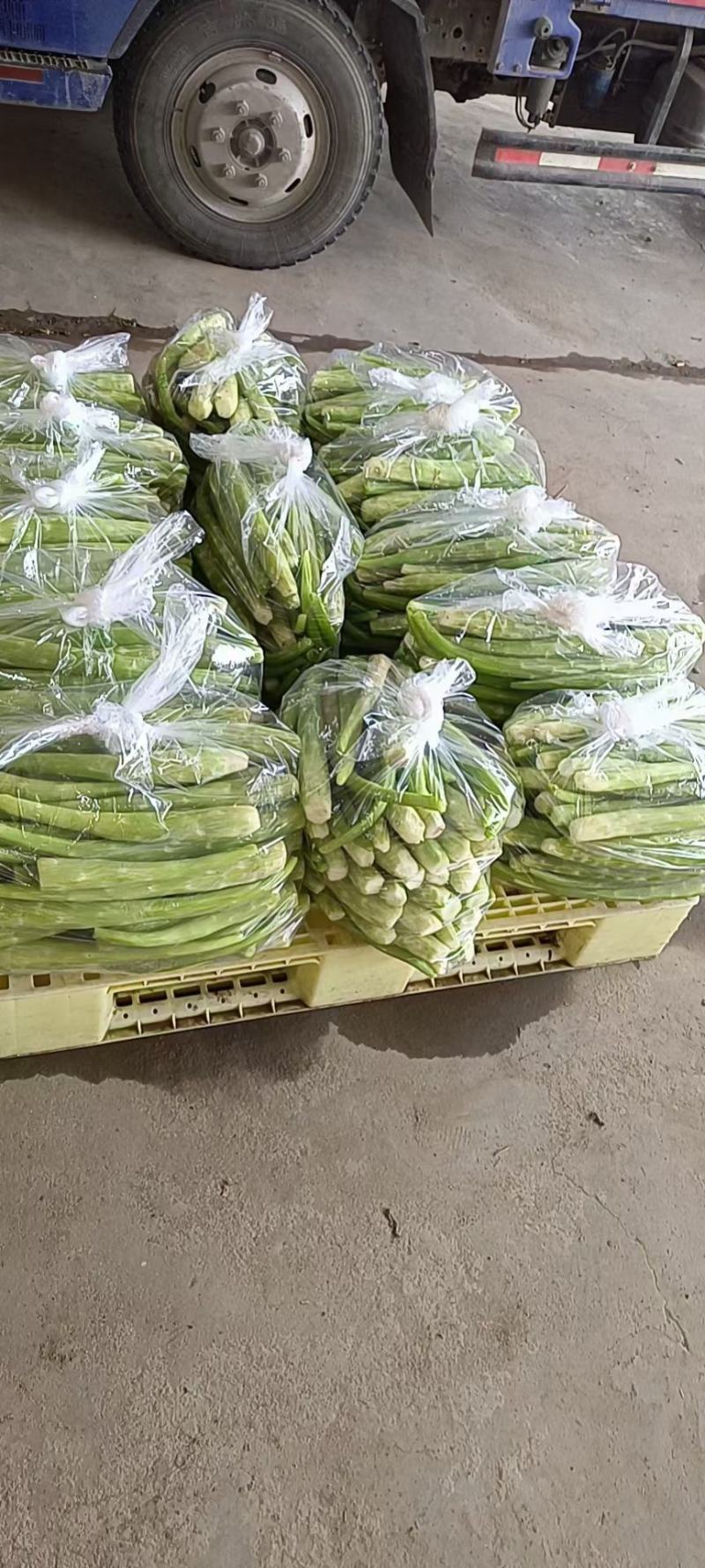 莴苣东台莴苣产地直发保质保量代发全国