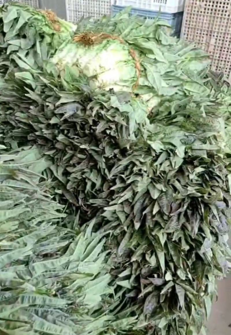 莴苣东台莴苣产地直发保质保量代发全国