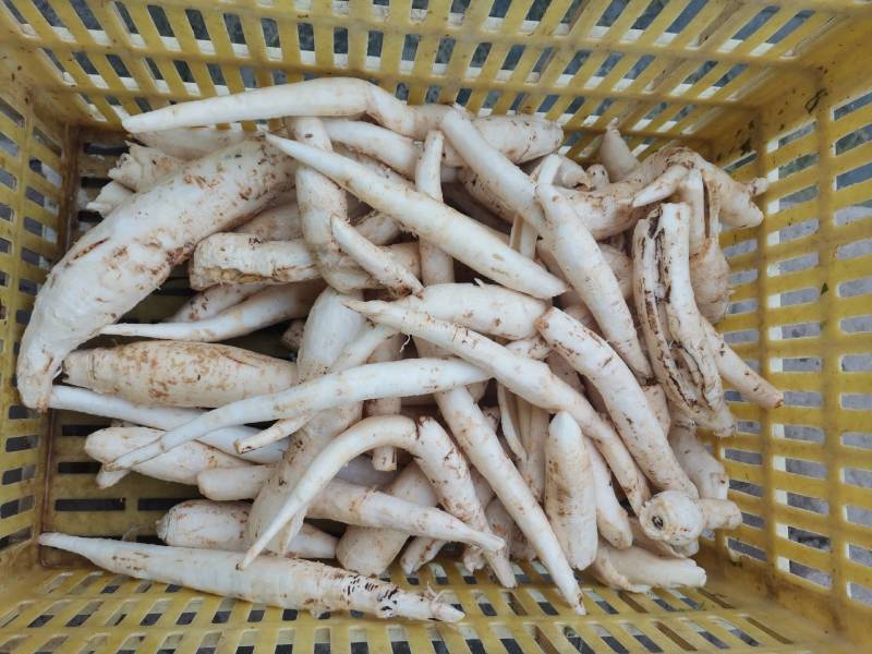 明党参，川明参，粉沙参，野生家种都有，无硫自加工