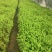 欧洲荚蒾小杯中杯苗大量供应现货，欢迎各位老总来电咨询。