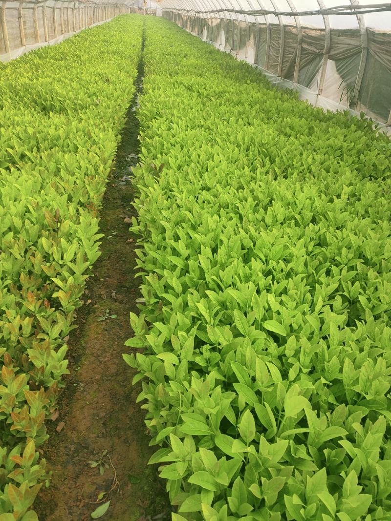 欧洲荚蒾小杯中杯苗大量供应现货，欢迎各位老总来电咨询。