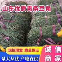 【推荐】山东绿条优质豆角大量上市了条直颜色绿杂质少