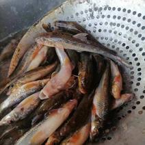 棍子鱼精品水产货源黑龙江基地发货品质欢迎订购