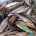 棍子鱼精品水产货源黑龙江基地发货品质保障欢迎订购