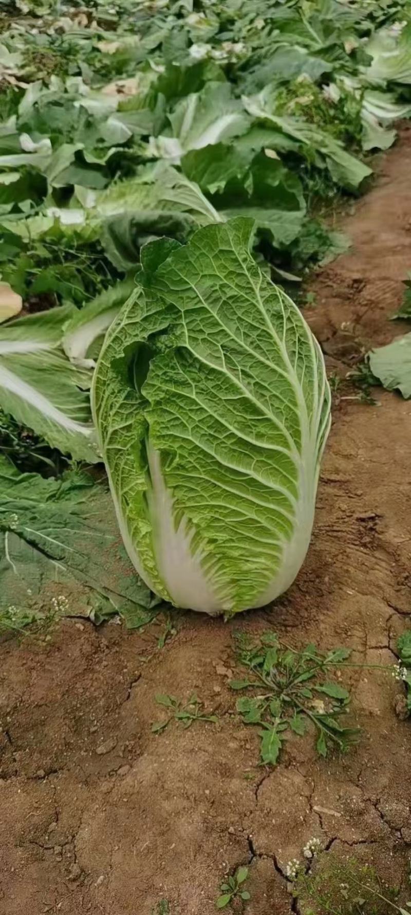 白菜精品大白菜代发全国保质保量欢迎选购