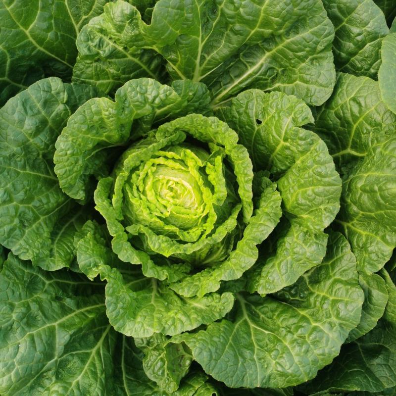 好白菜