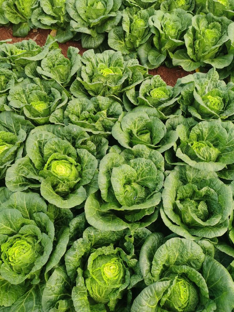 好白菜
