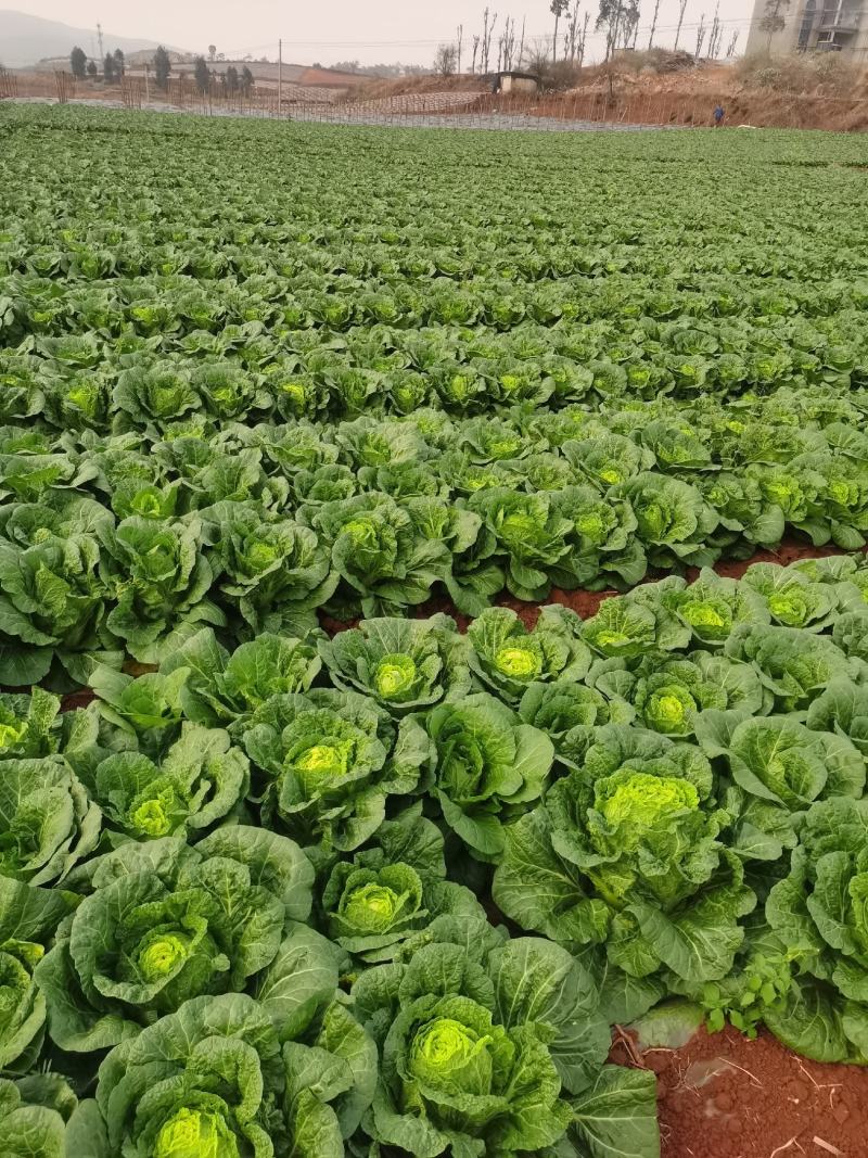 好白菜