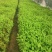欧洲荚蒾小杯中杯苗大量现货供应。欢迎来电咨询选购。
