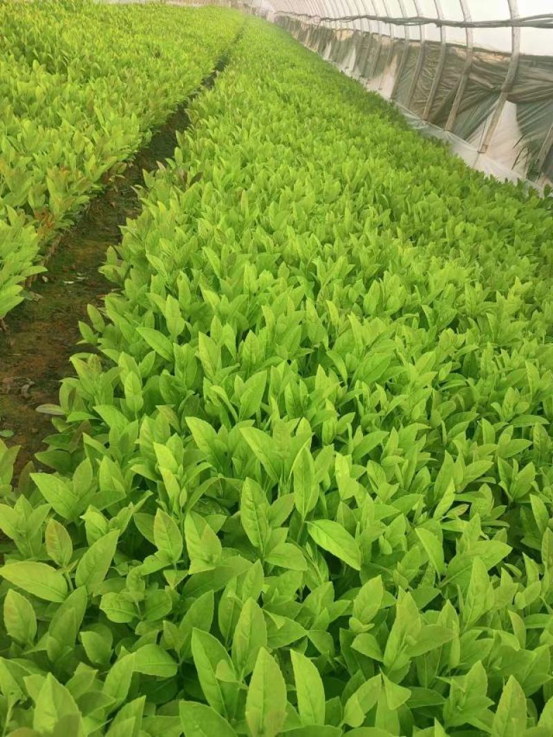 欧洲荚蒾小杯中杯苗大量现货供应。欢迎来电咨询选购。