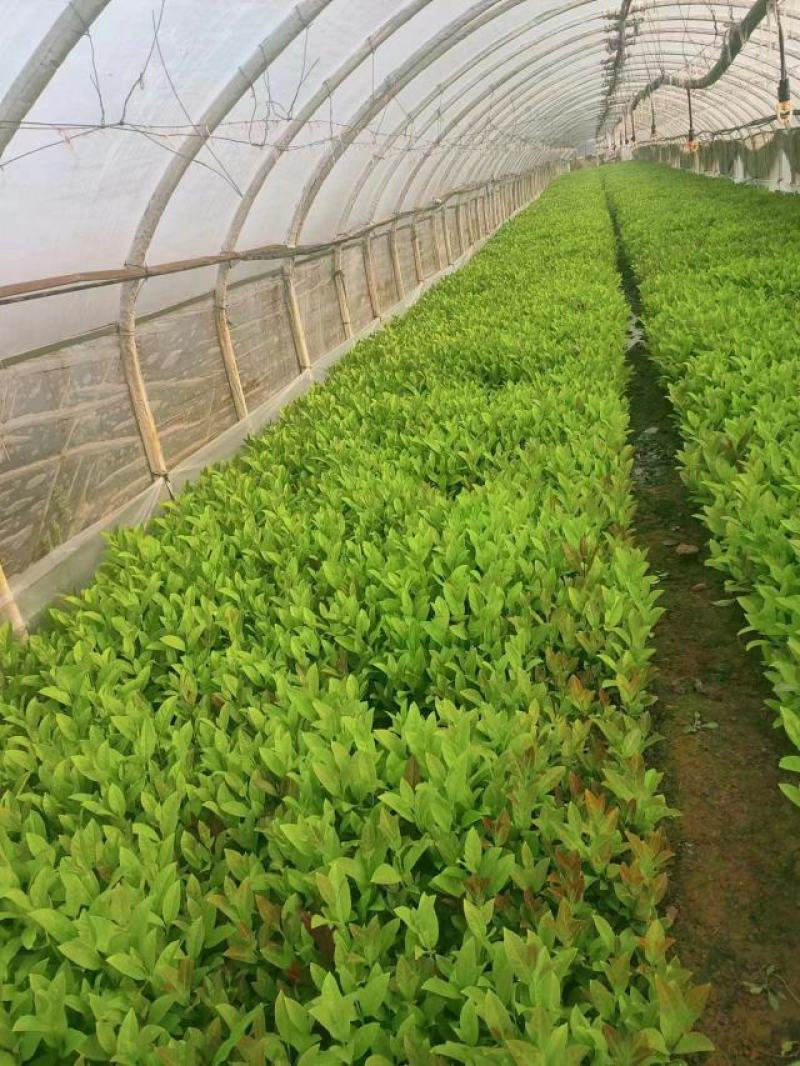 欧洲荚蒾小杯中杯苗大量现货供应。欢迎来电咨询选购。