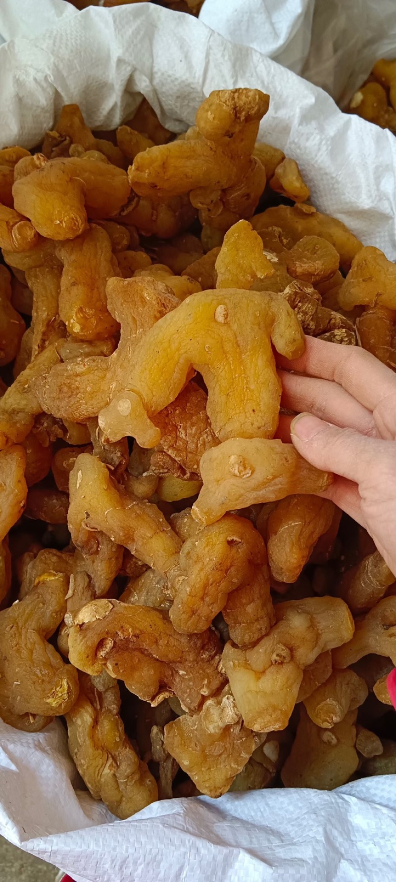 黄精