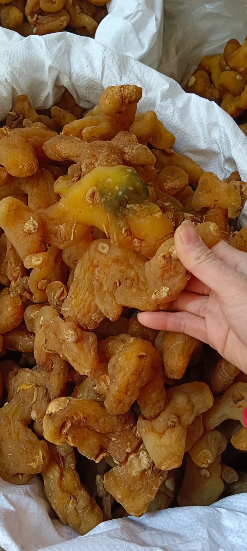 黄精