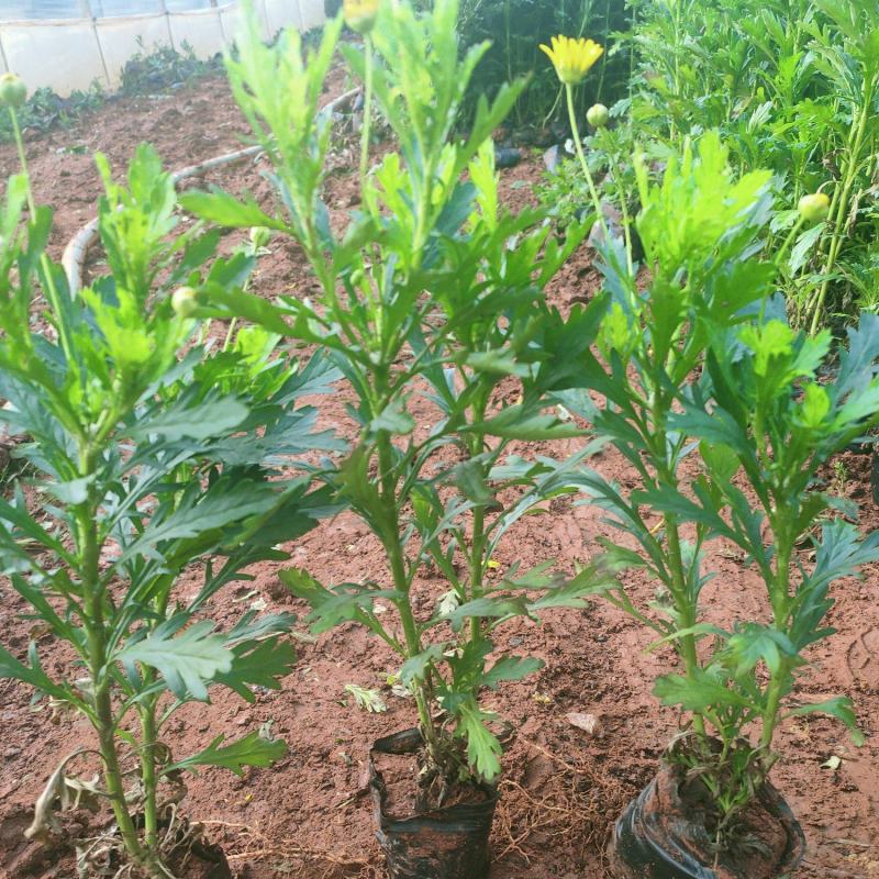 木春菊小杯中杯苗大量供应现货，欢迎各位老总来电咨询。