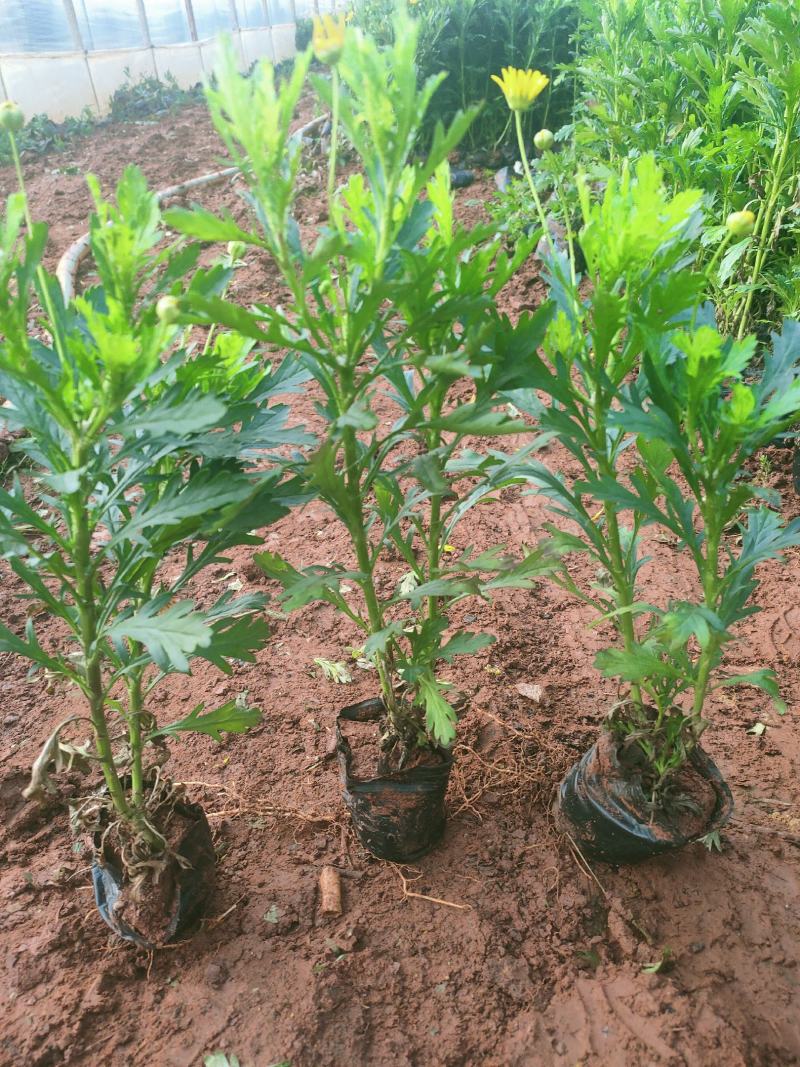 木春菊小杯中杯苗大量供应现货，欢迎各位老总来电咨询。