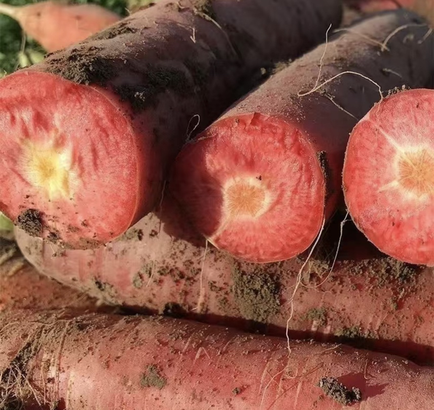 臼萝卜的营养价值展示图